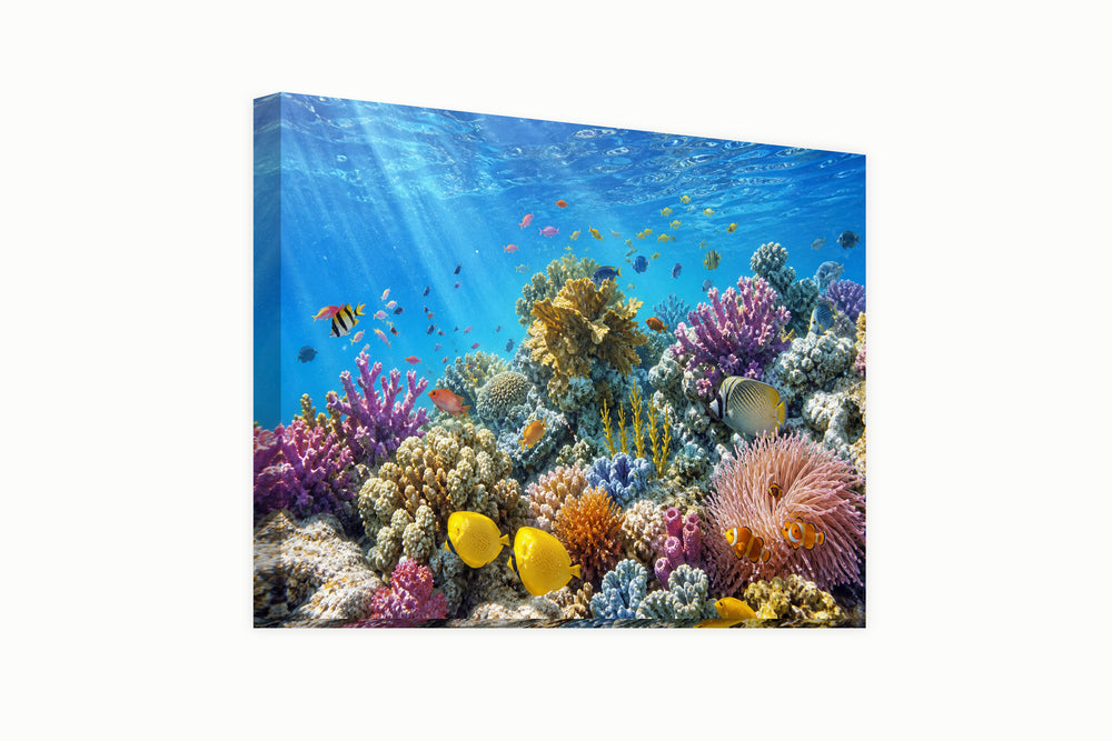 At the bottom of the sea – front view