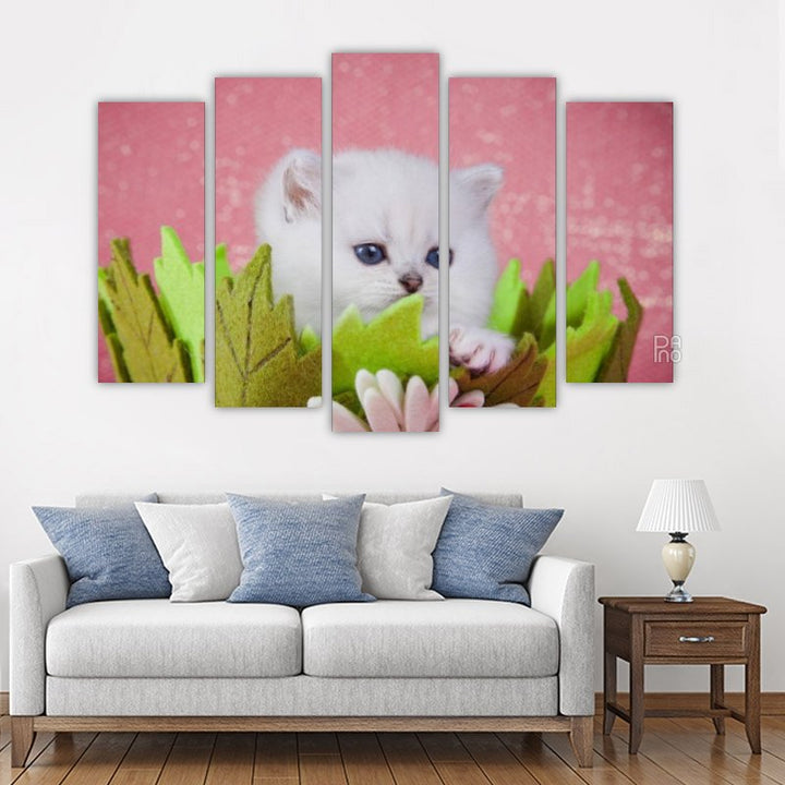 British White Kitten