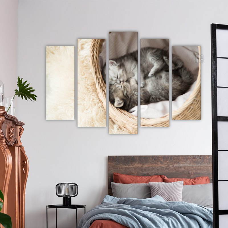 Cute Sleeping Kittens