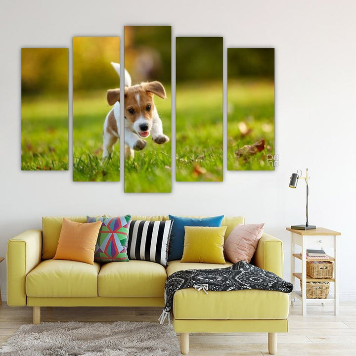 Jack Russell Terrier