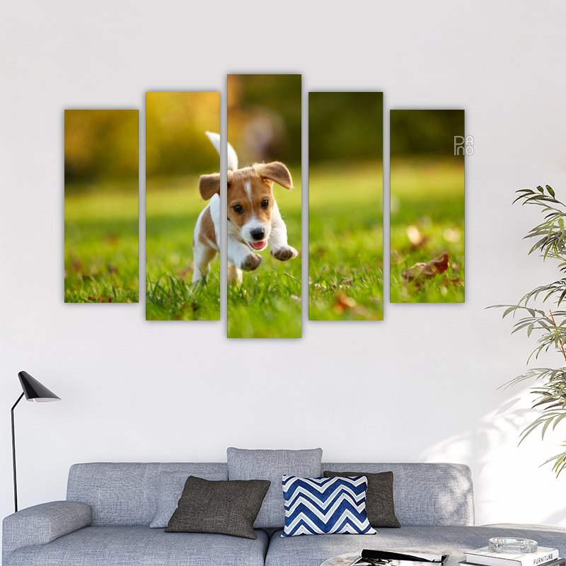 Jack Russell Terrier