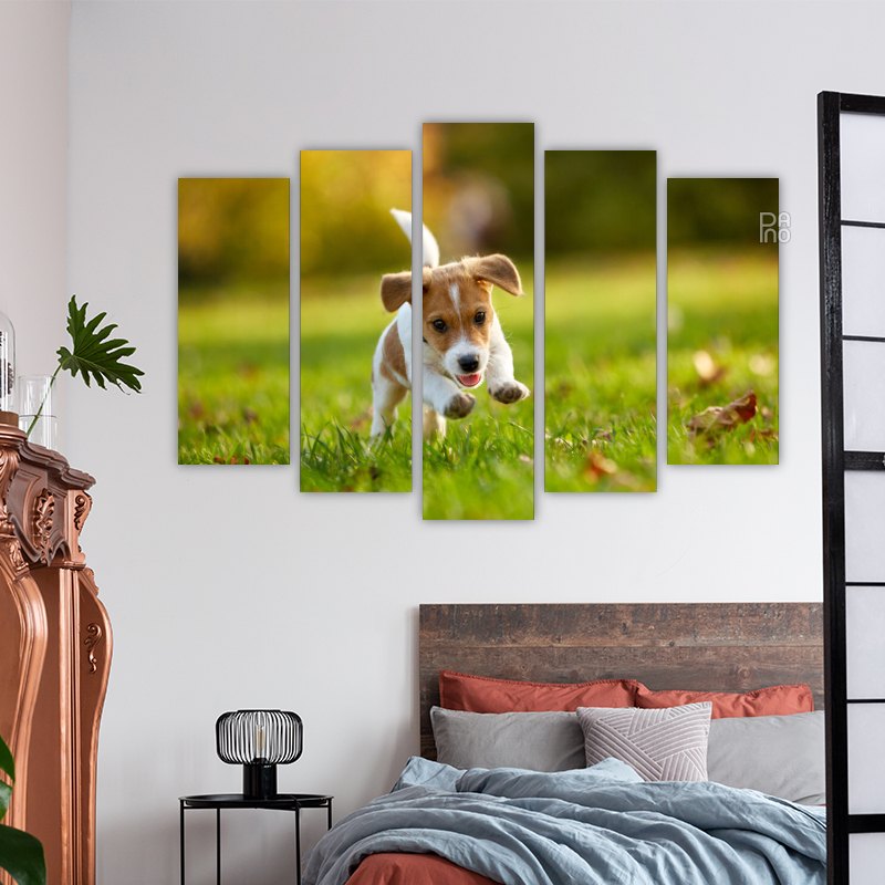 Jack Russell Terrier