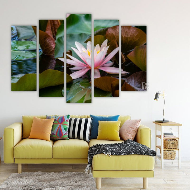 Floare de lotus de apă roz