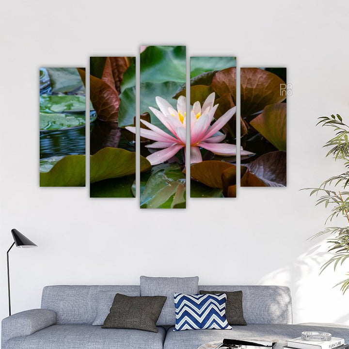 Floare de lotus de apă roz