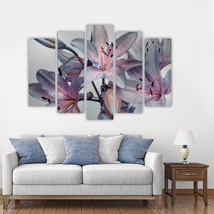 Lilium