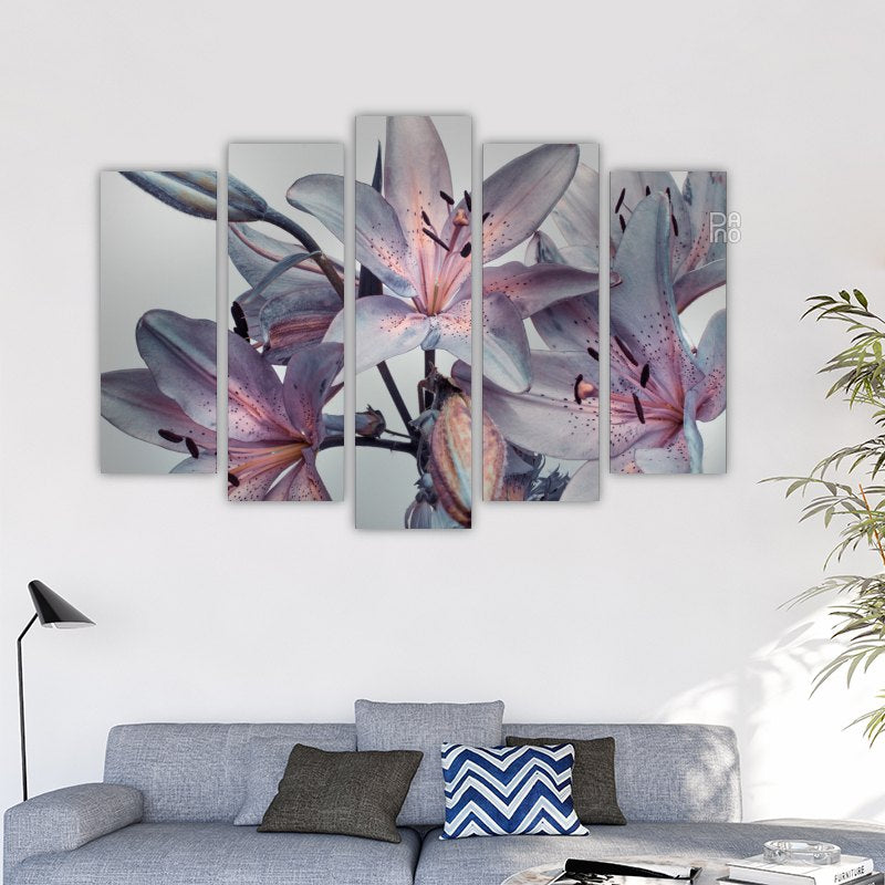 Lilium