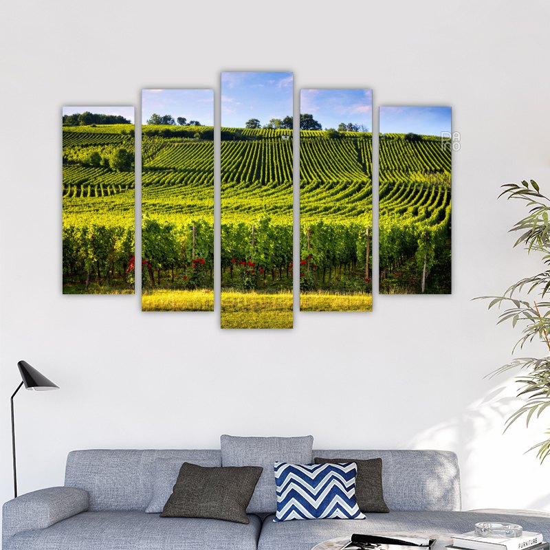 Vineyards and roses