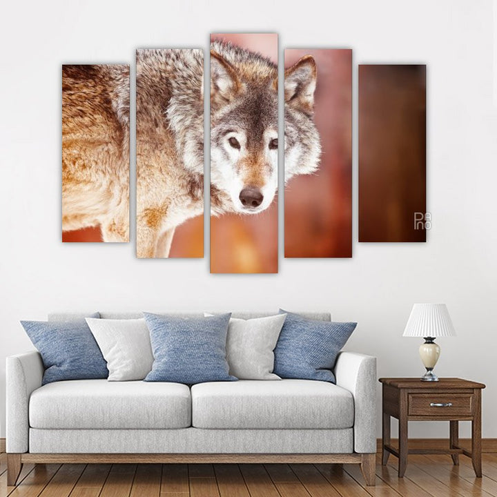 Wild wolf