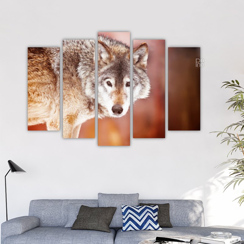 Wild wolf