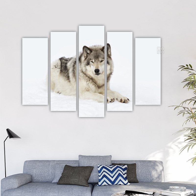 Wolf on snow