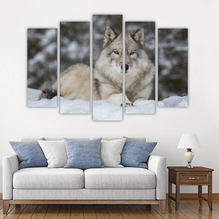 Gray wolf lying in snow