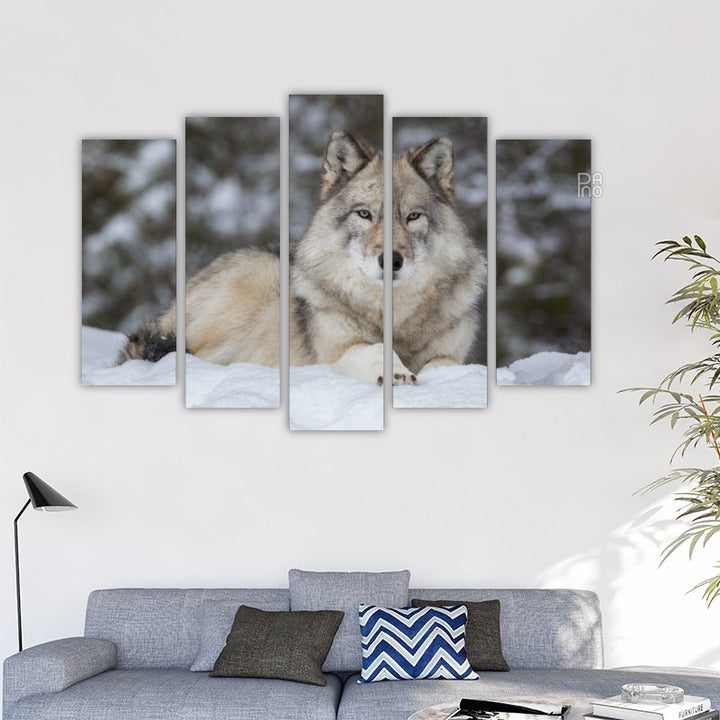 Gray wolf lying in snow
