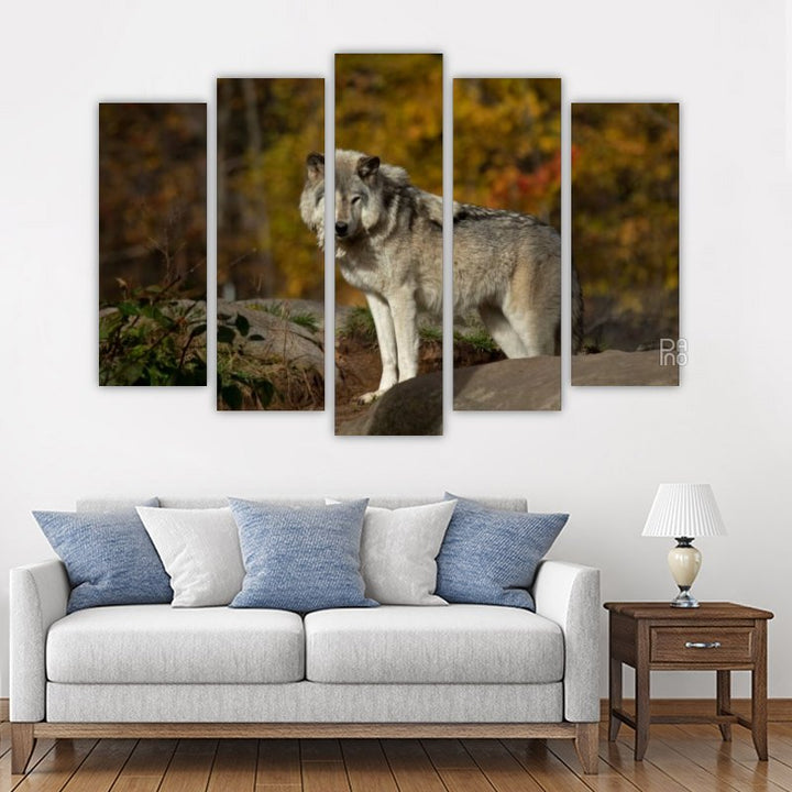 Wolf in the autumn forest