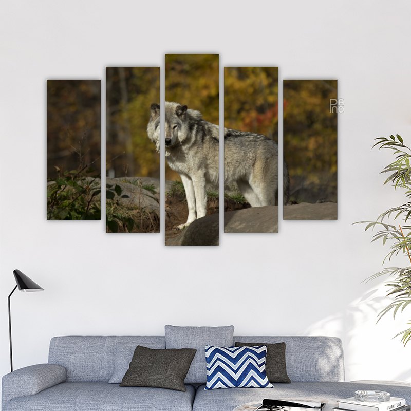 Wolf in the autumn forest