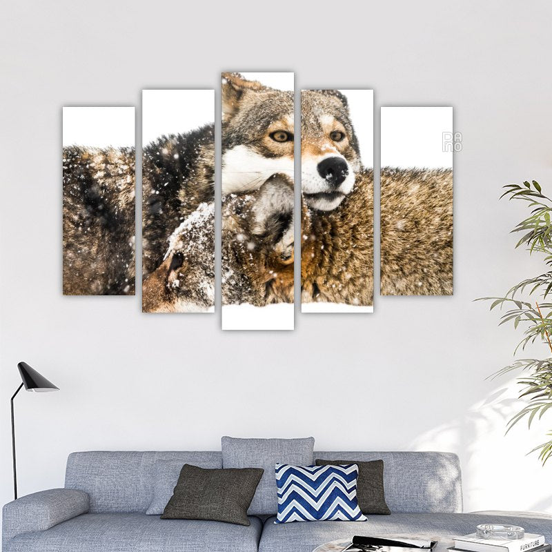 Pair of red wolves in snow
