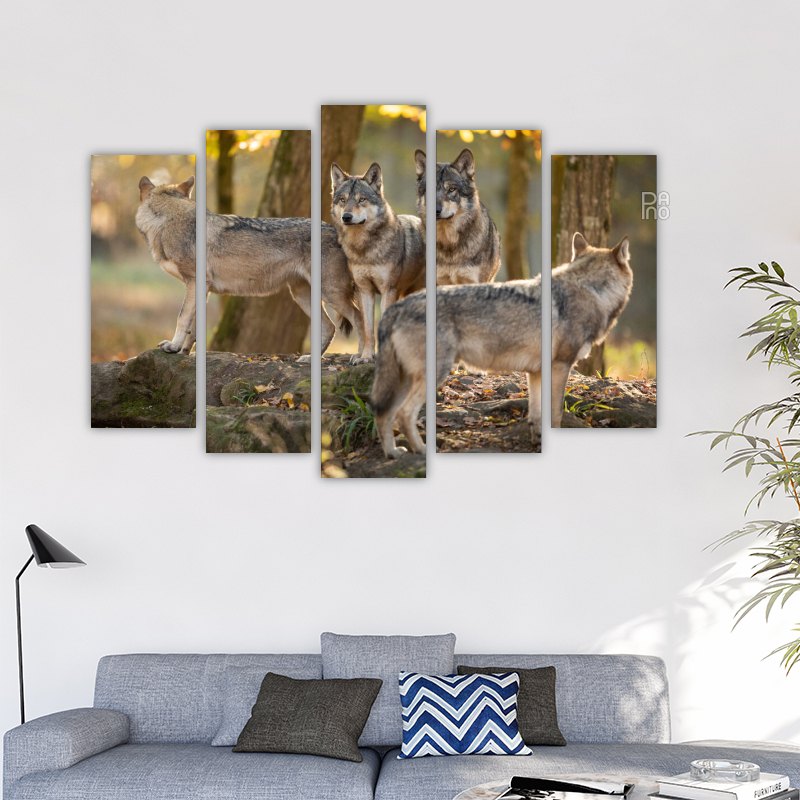Family of gray wolves in the forest at sunset