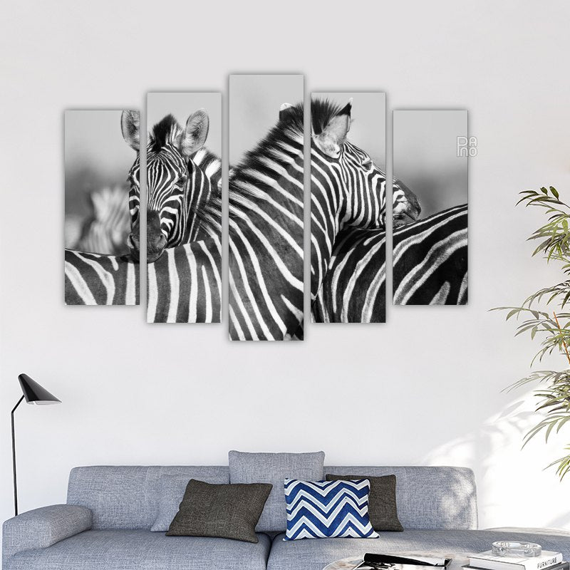 Herd of zebras in black and white photo