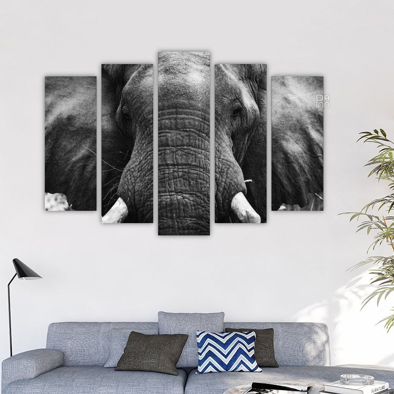 Elephant in black and white photo