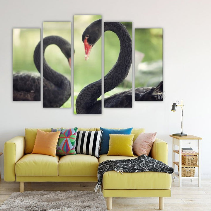 Loving Black Swans