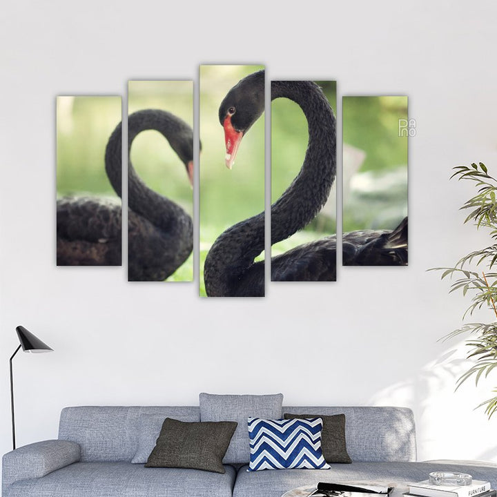 Loving Black Swans