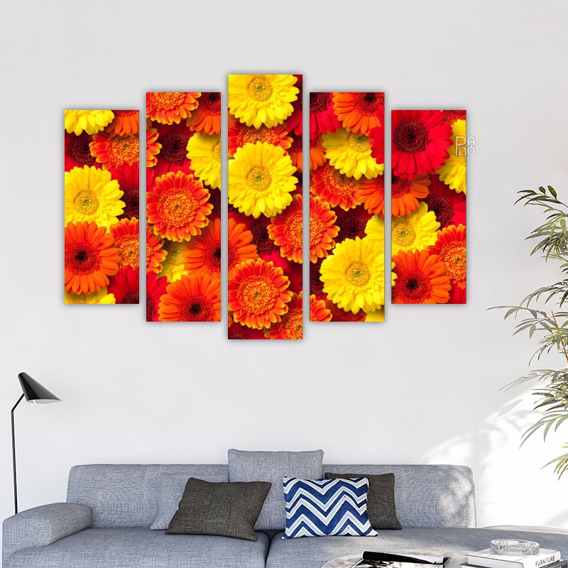 Colorful daisies