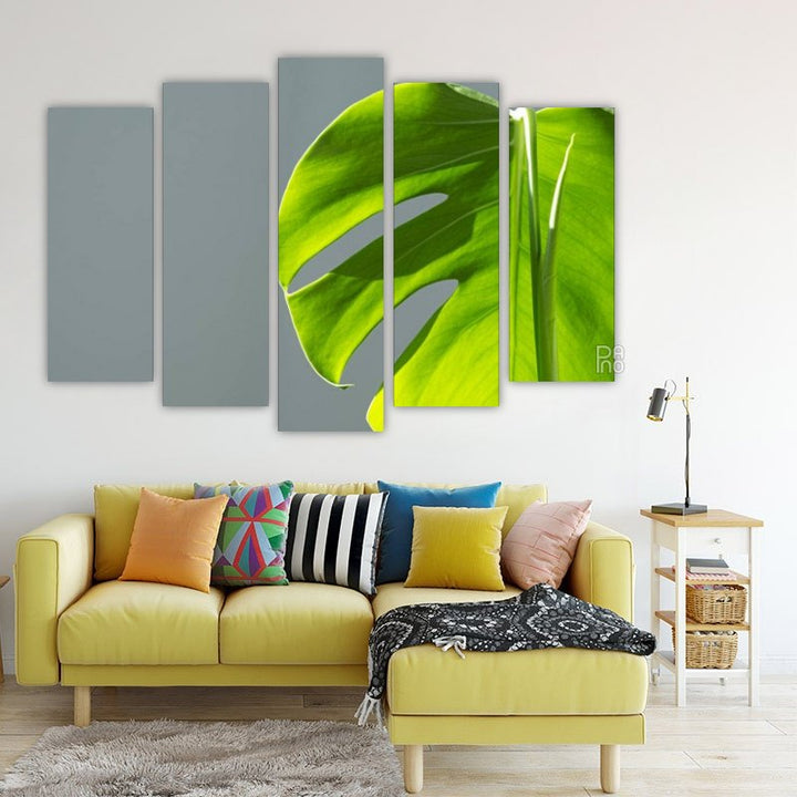 Monstera