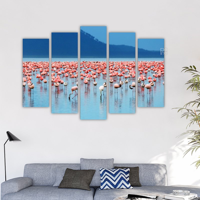 African Flamingos