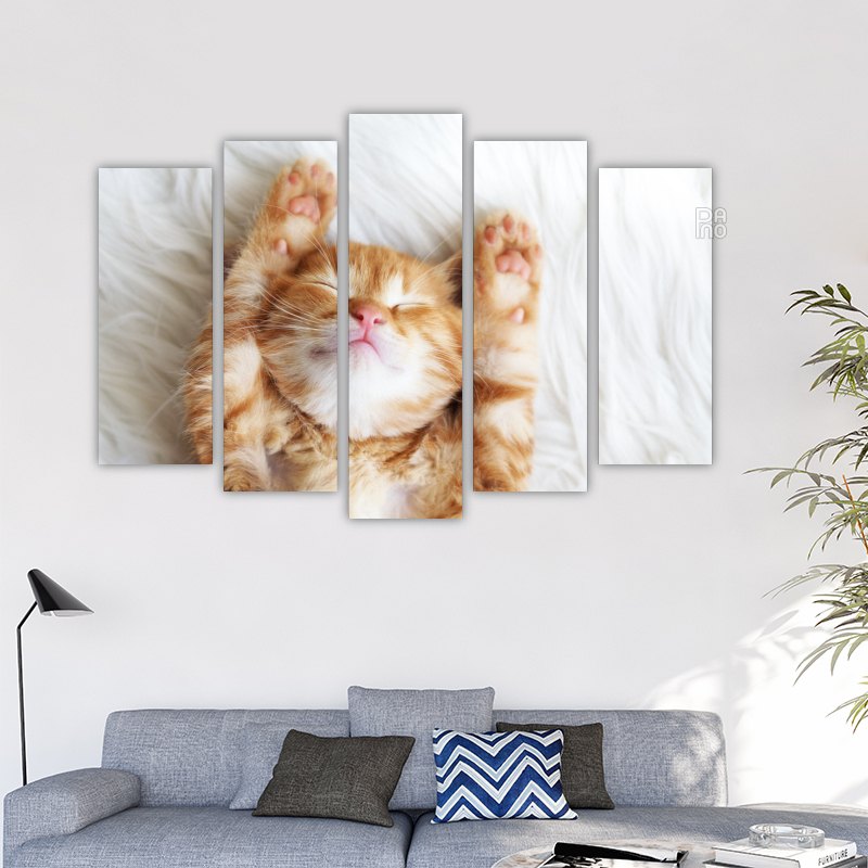 Ginger Kitten