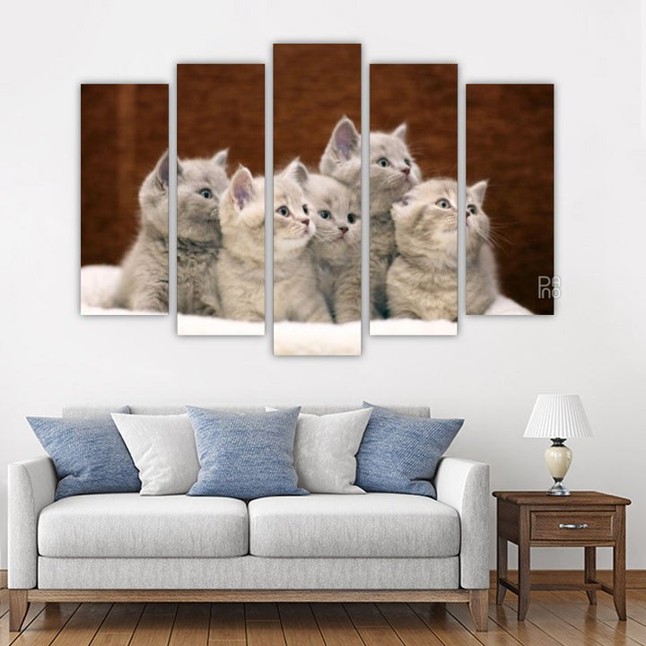 Gray British Kittens