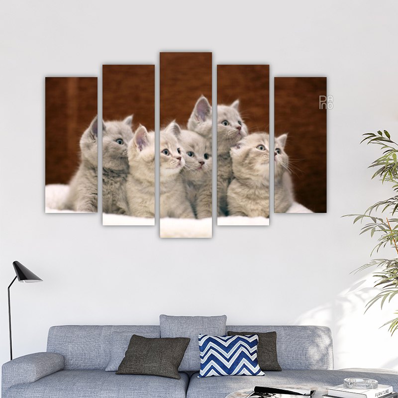 Gray British Kittens