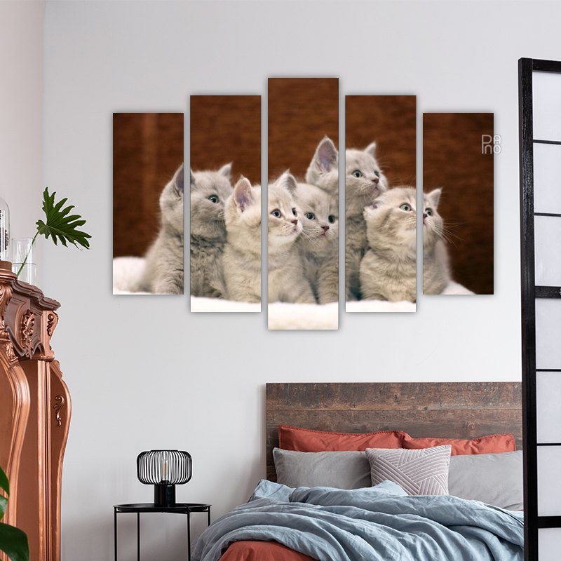 Gray British Kittens