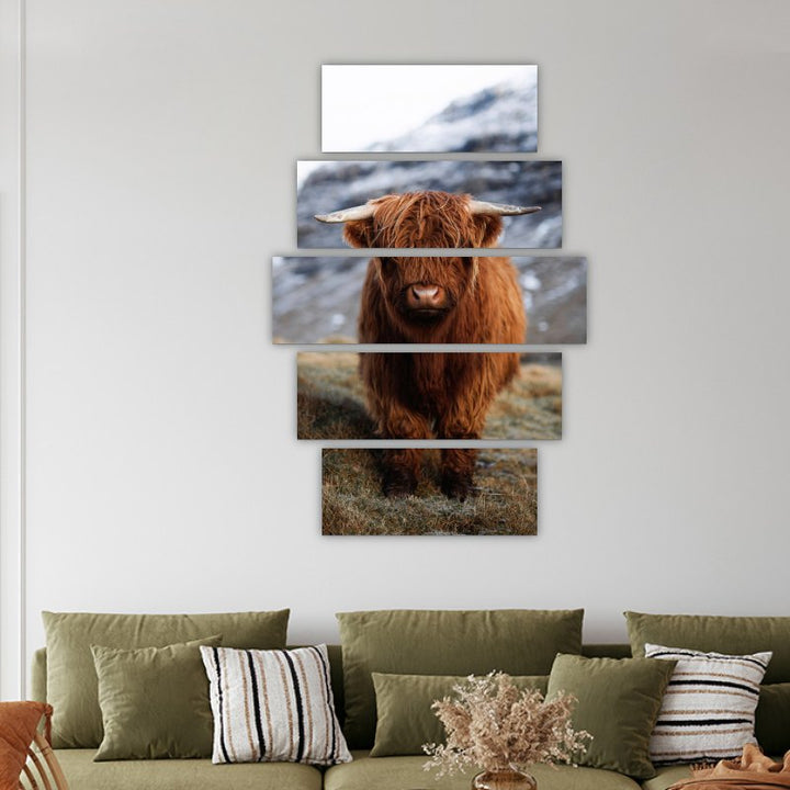 Scottish Calf