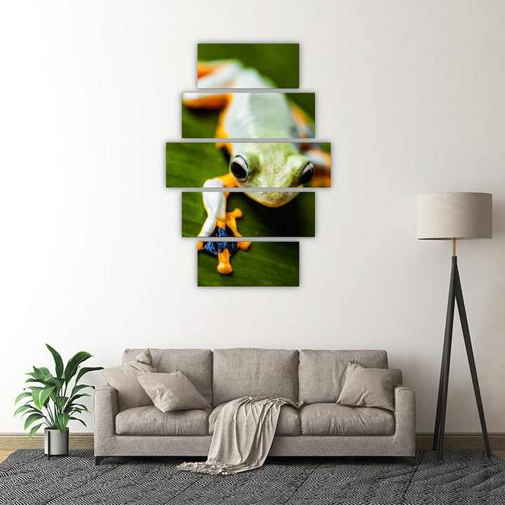 Orange Tree Frog